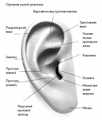 Снижение слуха (тугоухость). Слуховой аппарат