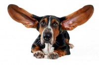 Шум в ушах — шум, с которым нужно смириться?